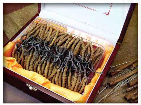 冷水滩冬虫夏草回收